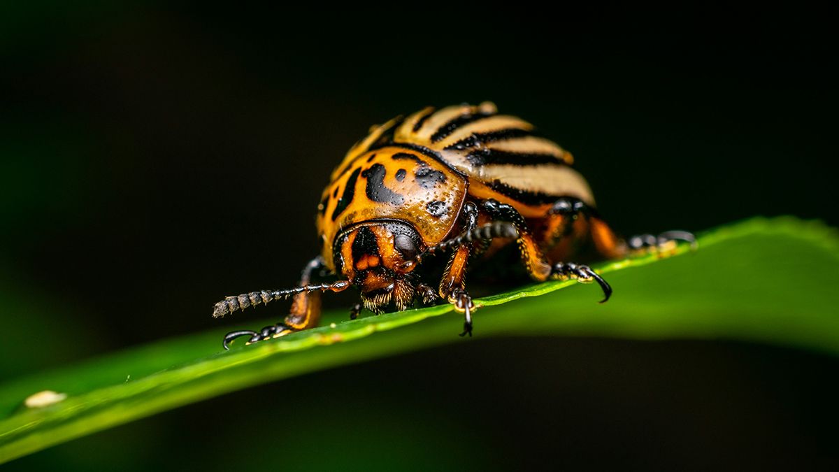 Народные средства от колорадских жуков Народные средства от колорадских жуков