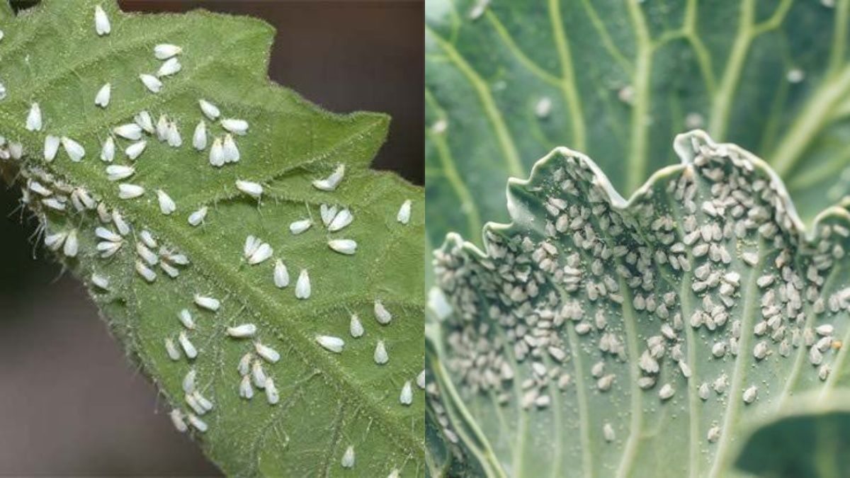 Лучшие советы по выведению белокрылки Лучшие советы по выведению белокрылки