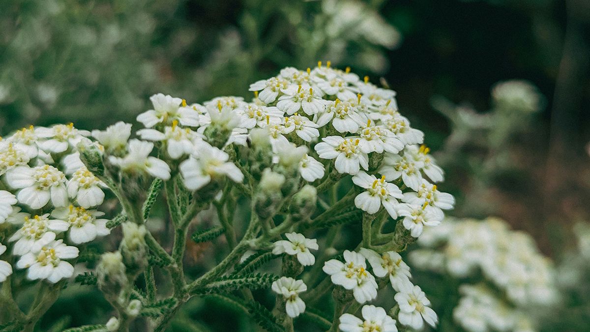 Деревій здатен відлякати від комарів Деревій здатен відлякати від комарів