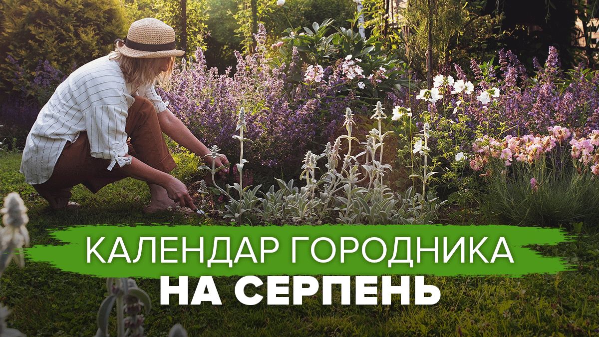 Місячний календар городника на серпень Місячний календар городника на серпень
