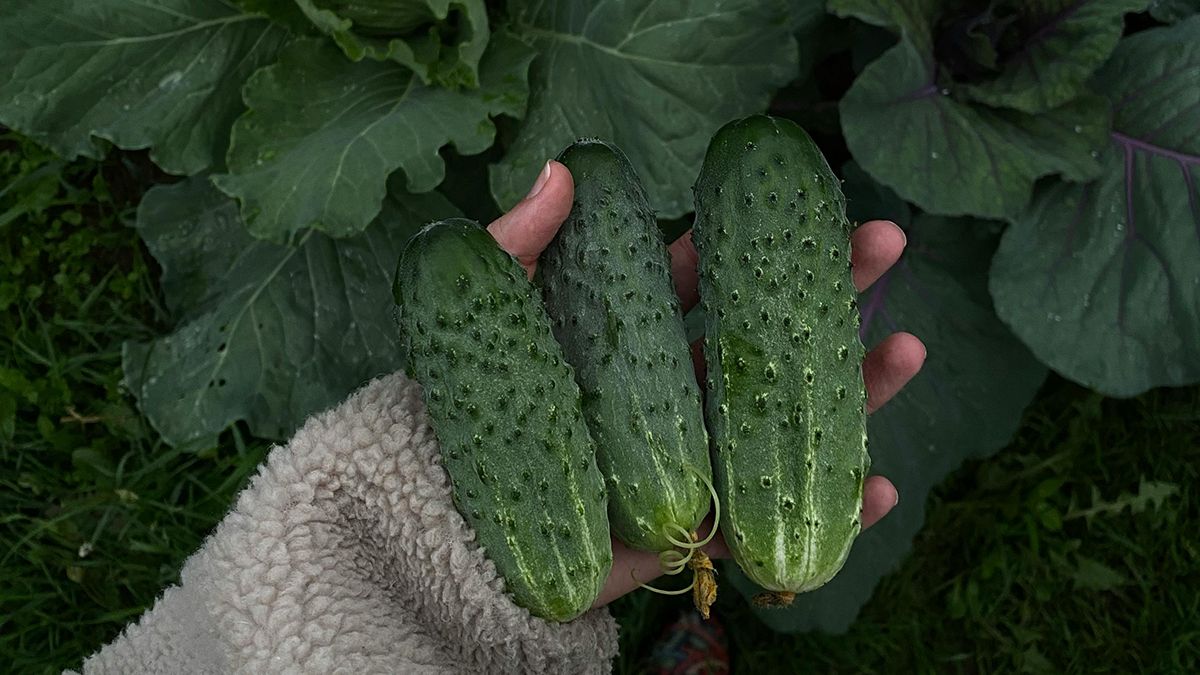 Корисні поради, які вбережуть урожай огірків у спеку Корисні поради, які вбережуть урожай огірків у спеку