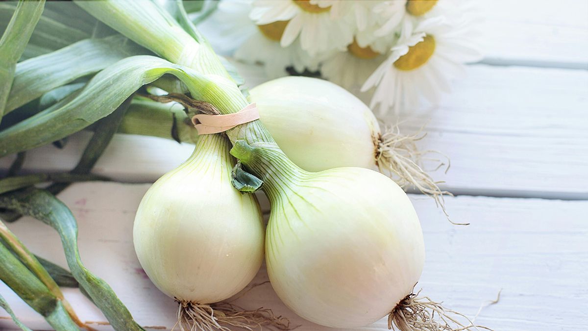 После чеснока и лука надо заняться севооборотом После чеснока и лука надо заняться севооборотом