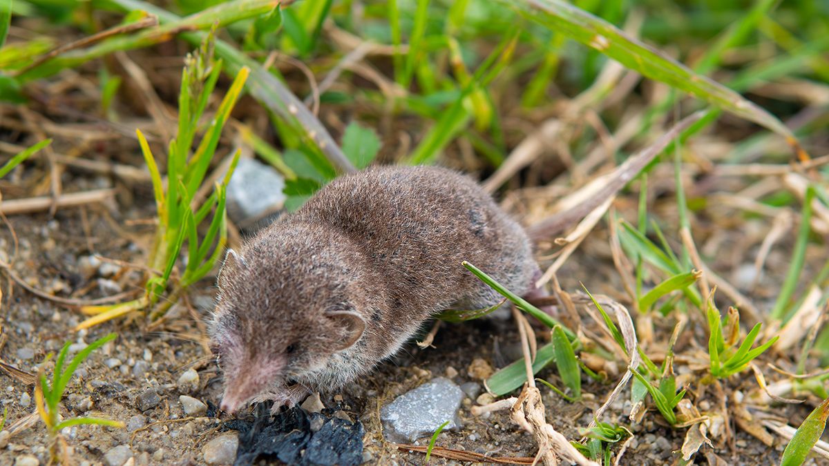 Землерийок можна позбутися з городу Землерийок можна позбутися з городу