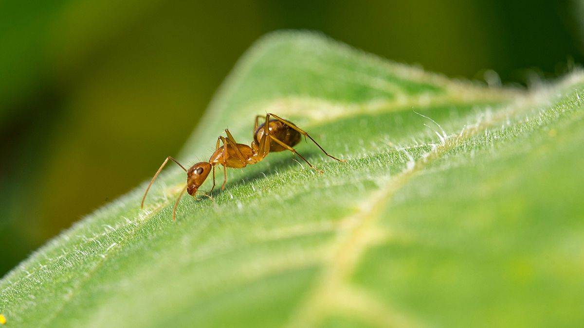 Мурах можна вивести досить просто Мурах можна вивести досить просто