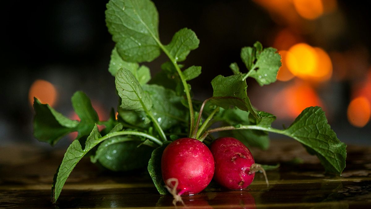 Редиску можна посадити в серпні Редиску можна посадити в серпні