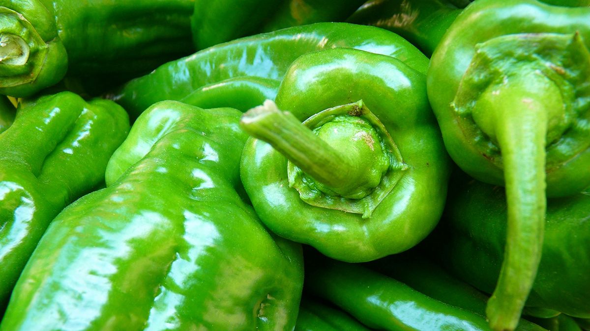 Відомі причини, чому перець не червоніє Відомі причини, чому перець не червоніє
