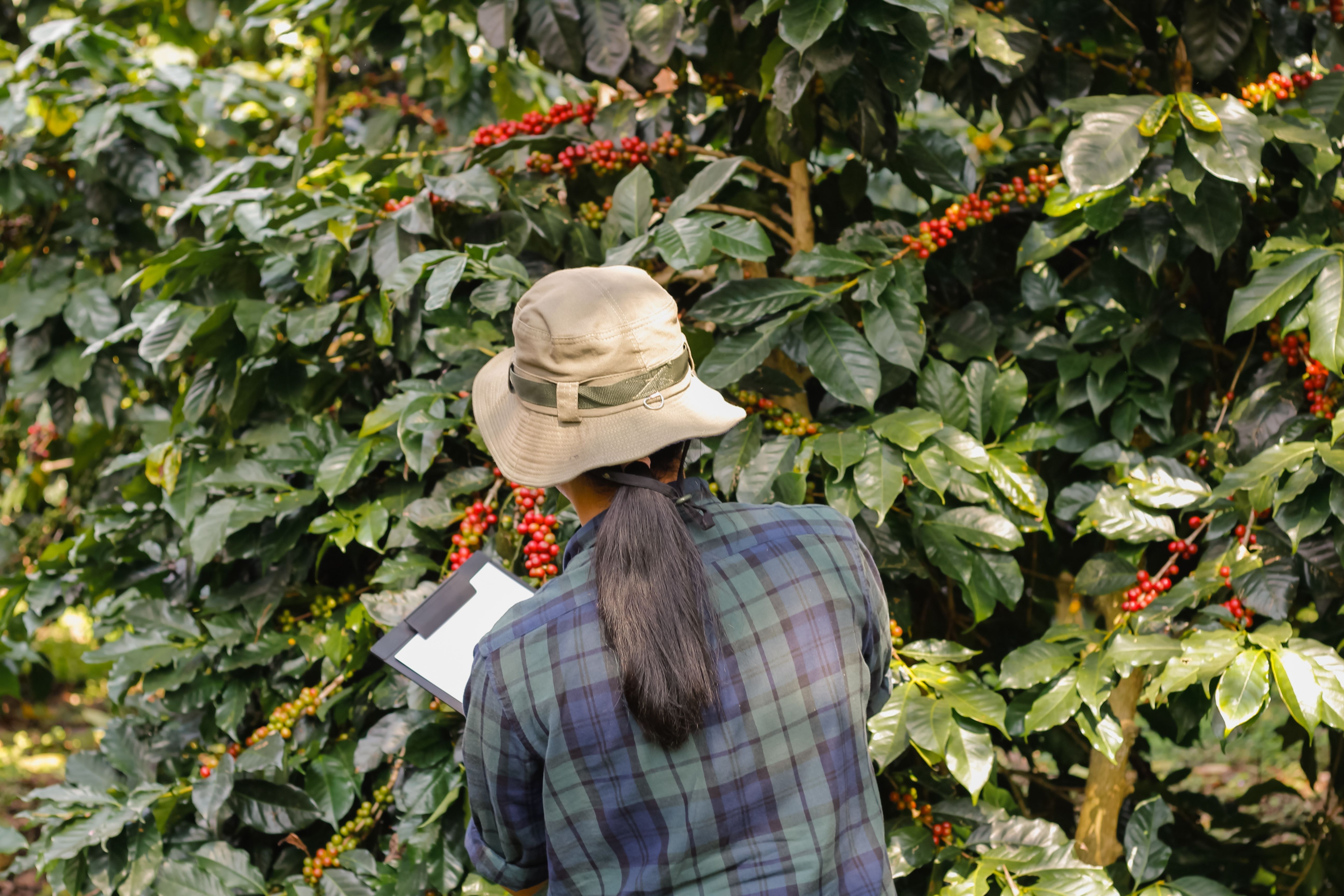Кофейные зерна постоянно дорожают Кофейные зерна постоянно дорожают