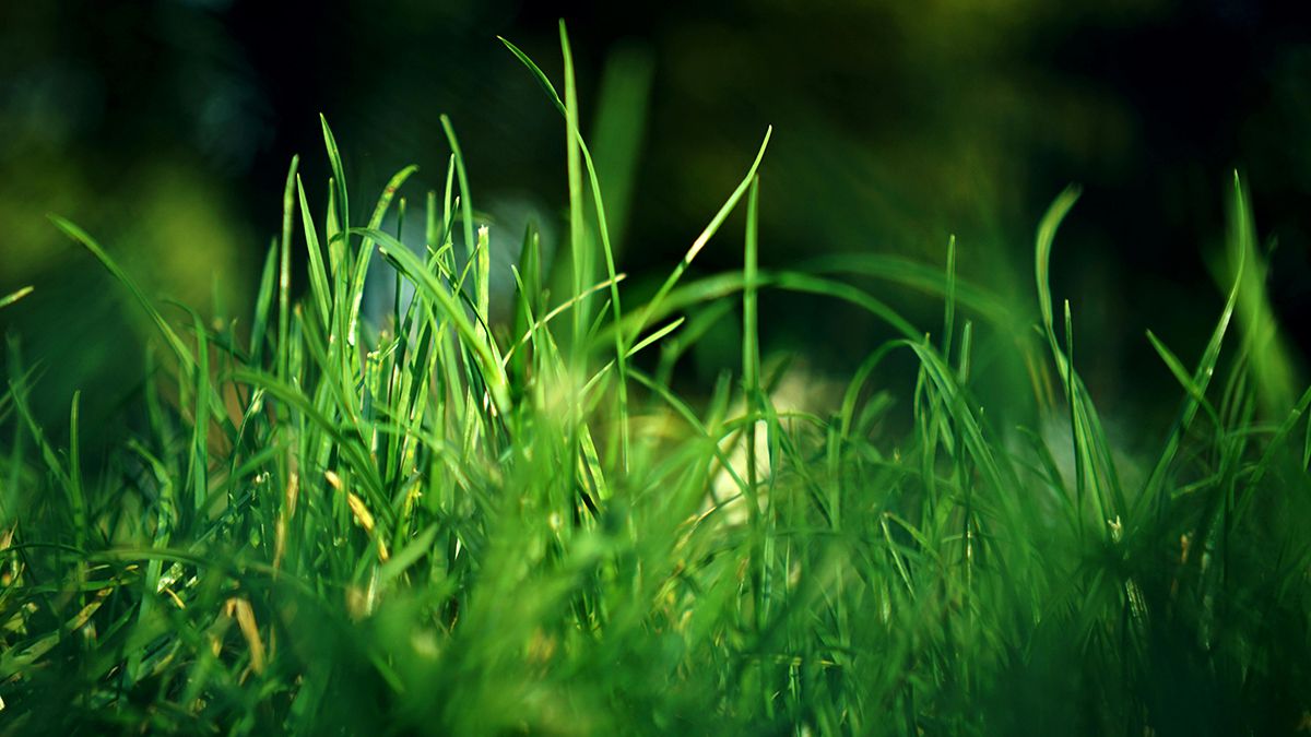 Лучшие методы, которые помогают от сорняков Лучшие методы, которые помогают от сорняков