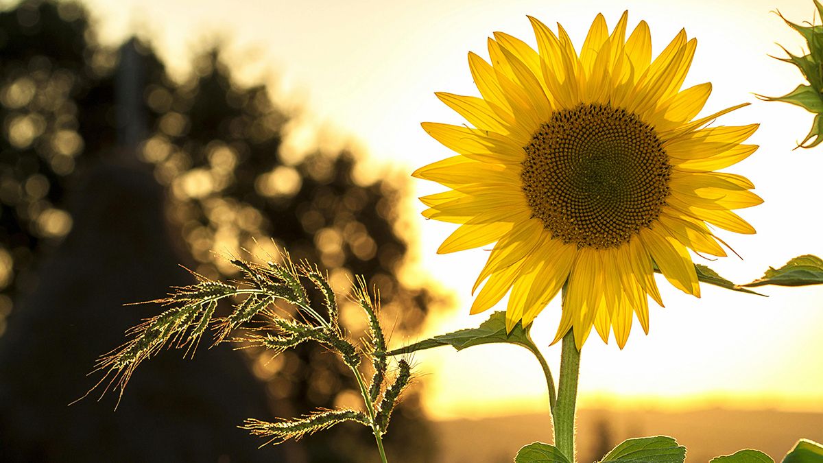 Подсолнечник обладает полезными свойствами Подсолнечник обладает полезными свойствами