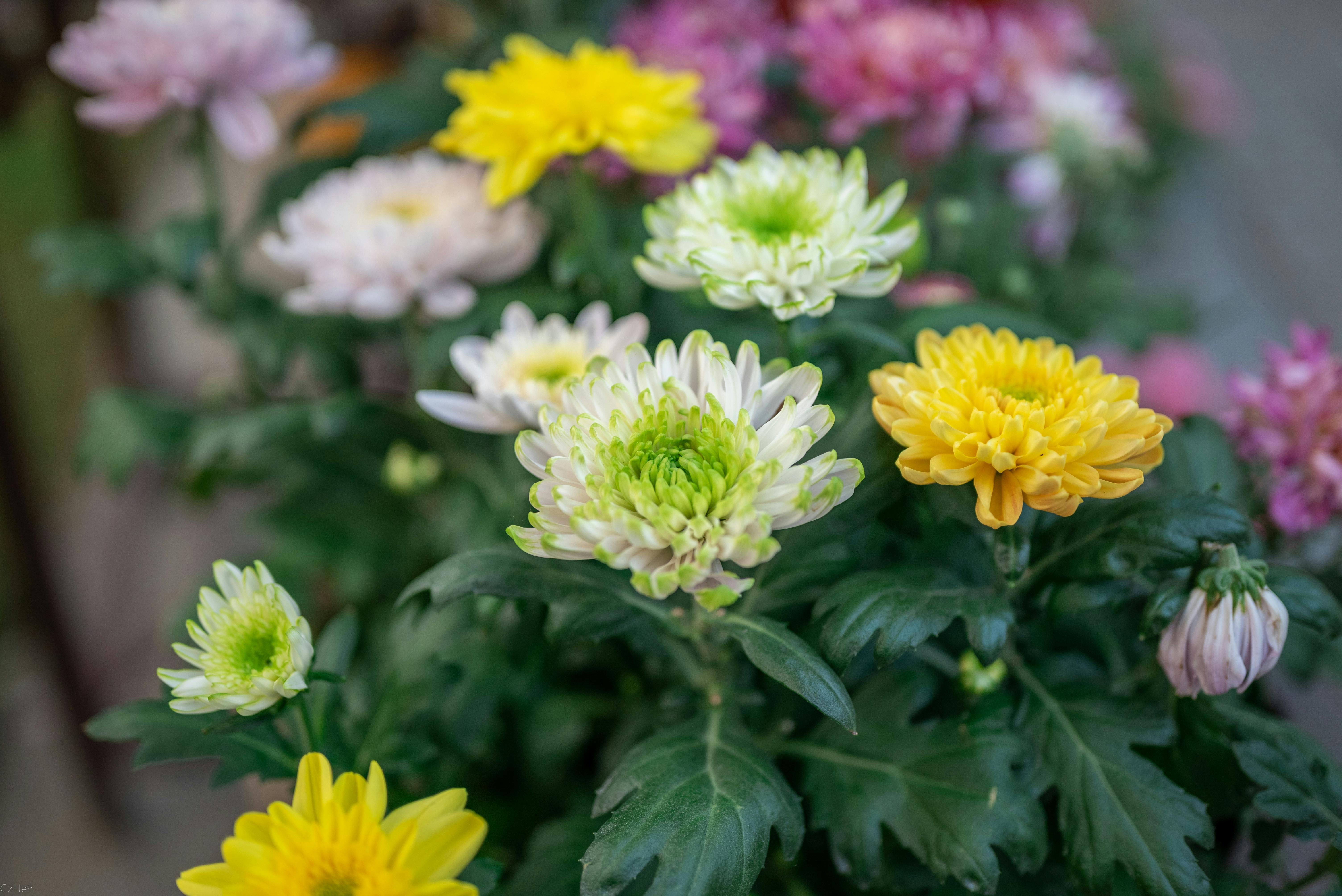 Хризантемы нужно подкармливать Хризантемы нужно подкармливать