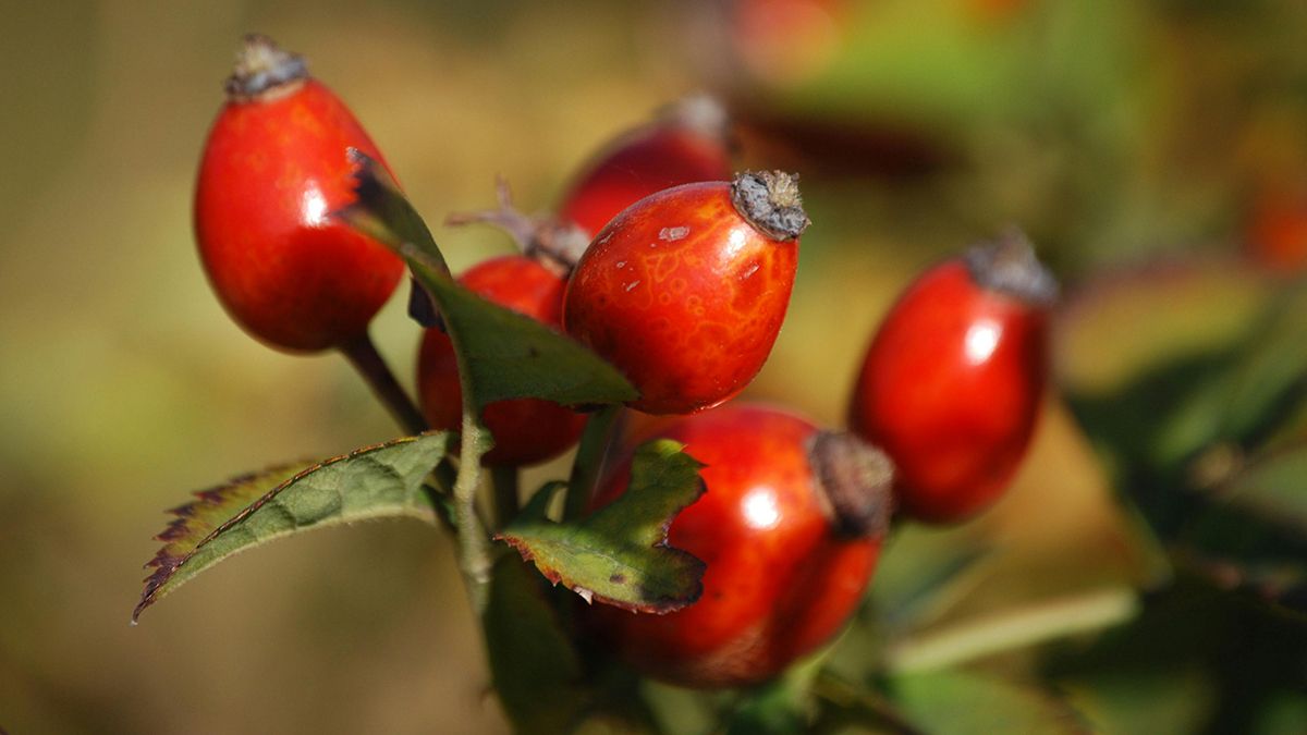 Шипшину можна збирати аж до перших заморозків Шипшину можна збирати аж до перших заморозків