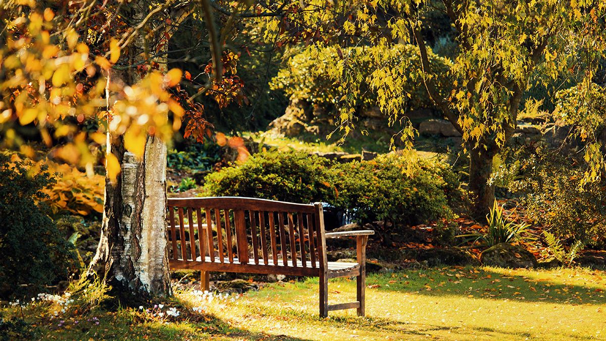 Восени треба провести обробку дерев Восени треба провести обробку дерев