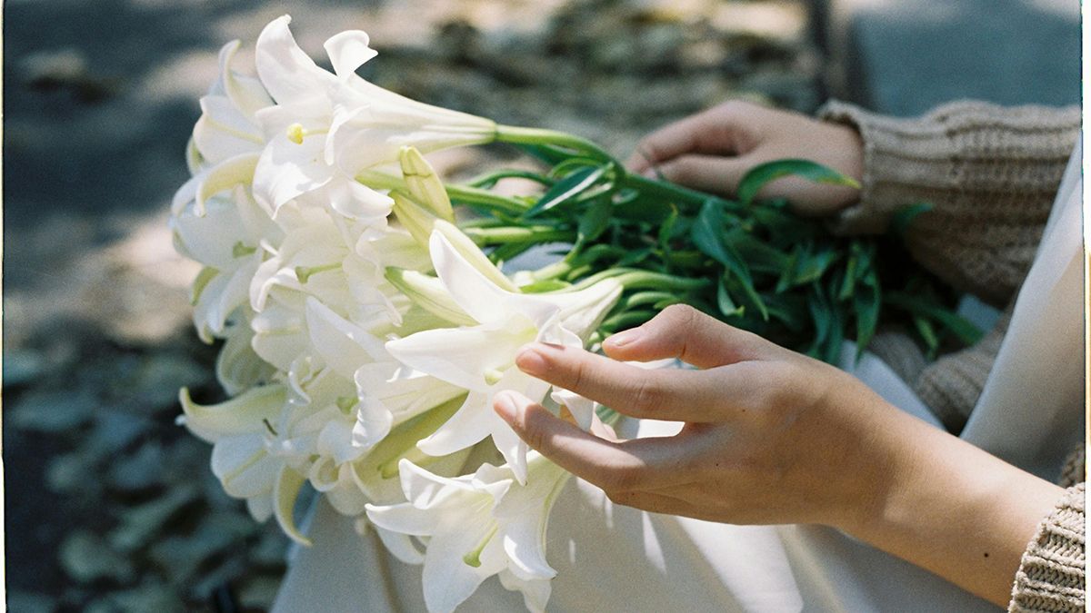 Догляд за ліліями у серпні Догляд за ліліями у серпні