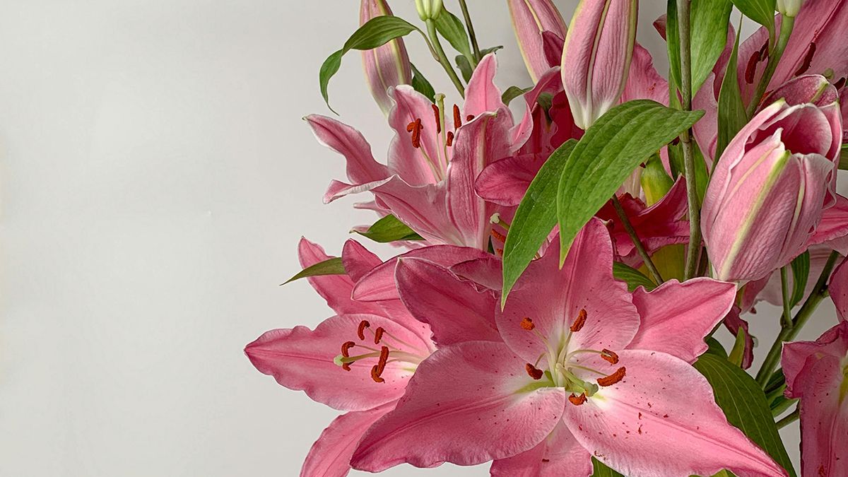 Головні правила пересадки лілій Головні правила пересадки лілій