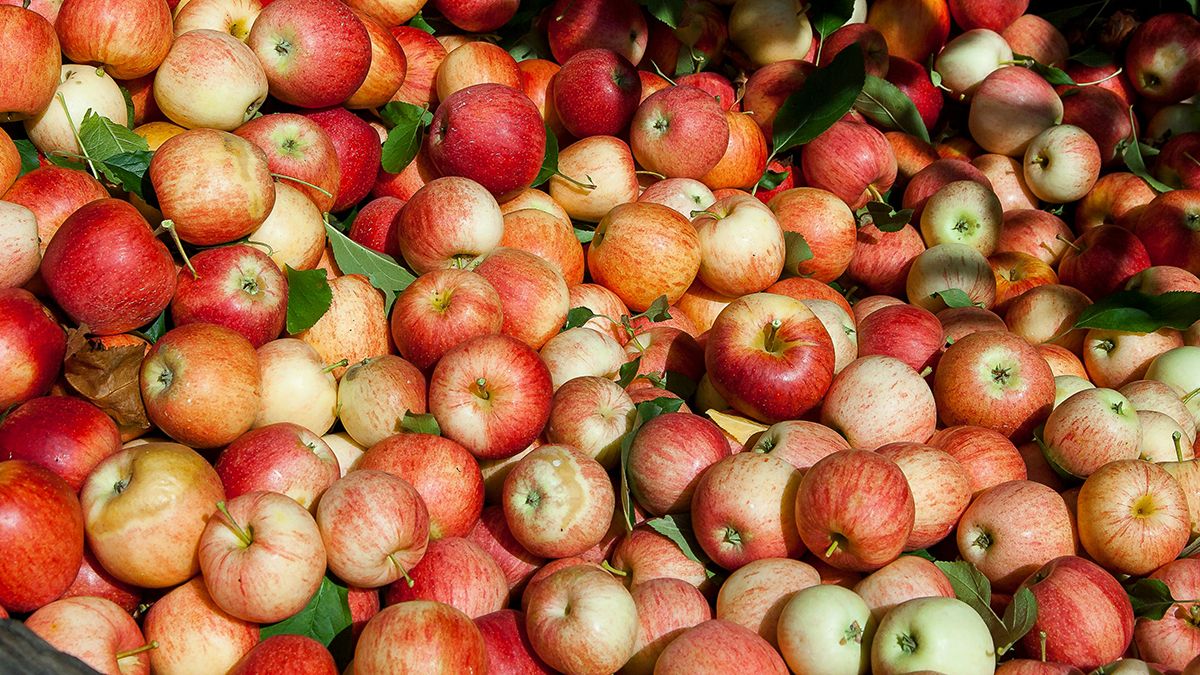 Опалі яблука треба прибирати із землі Опалі яблука треба прибирати із землі