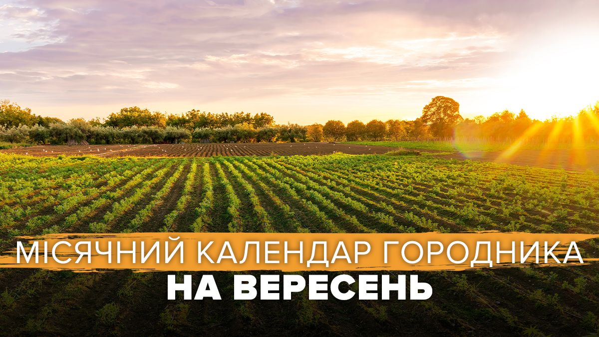 Посівний календар на вересень 2024