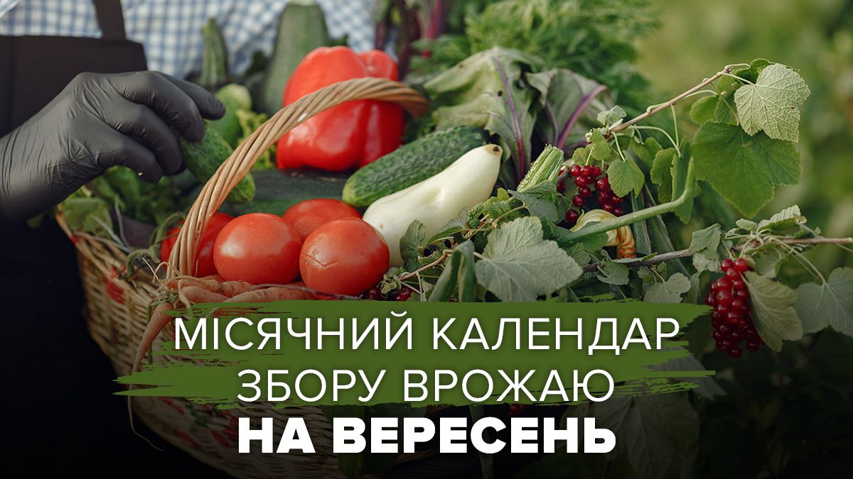 Коли у вересні збирати врожай Коли у вересні збирати врожай