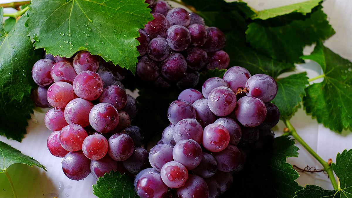 Виноград у вересні треба підживити Виноград у вересні треба підживити