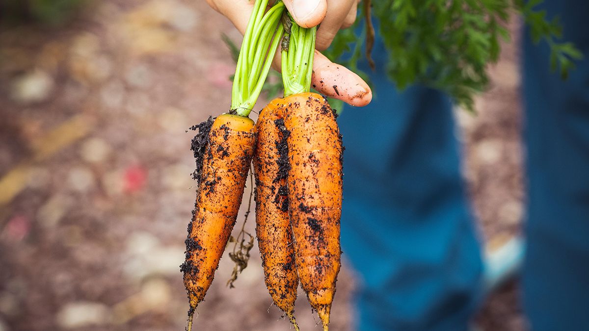 Озиму моркву сіють пізно восени Озиму моркву сіють пізно восени
