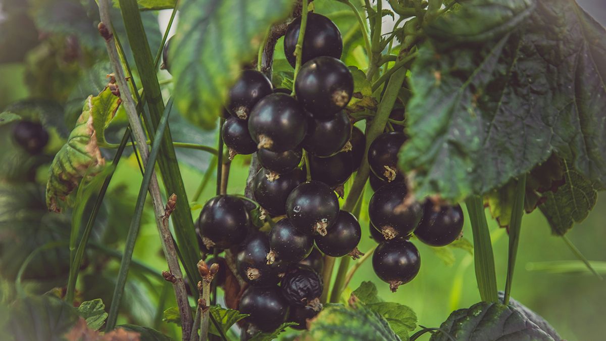 Советы по пересадке смородины Советы по пересадке смородины