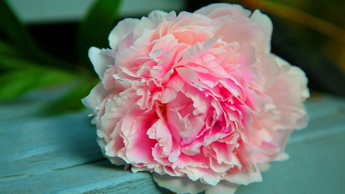 Пионы осенью надо пересаживать в конкретный месяц Пионы осенью надо пересаживать в конкретный месяц