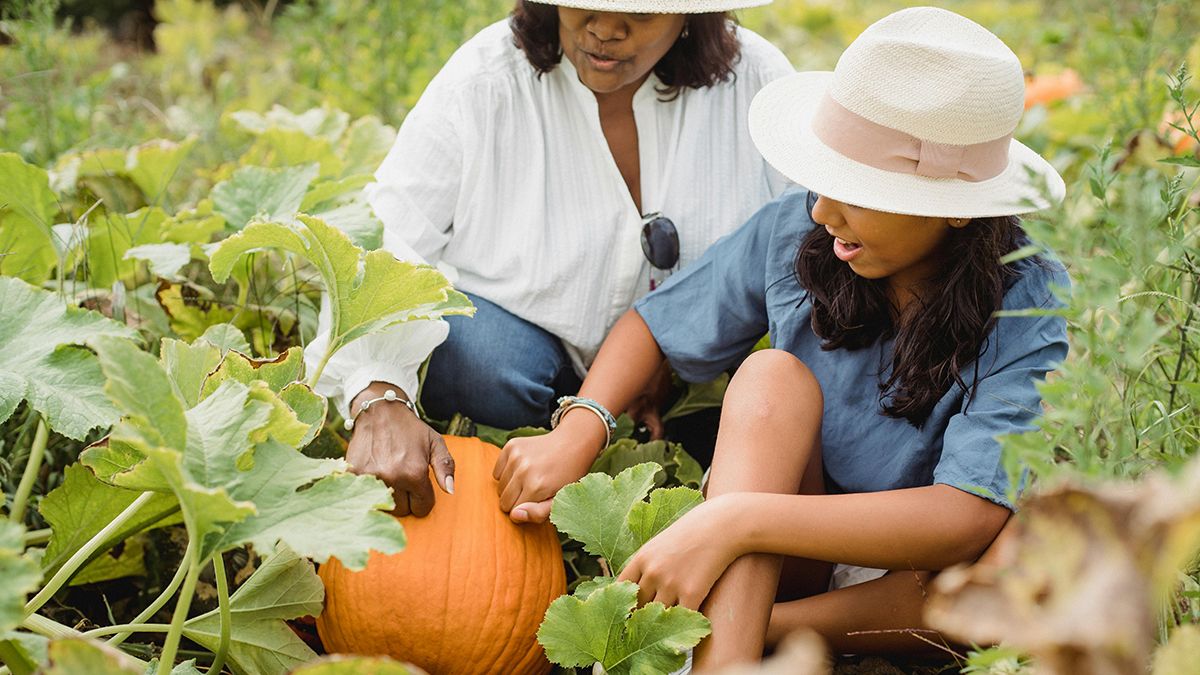 Названо найкращий час для збору гарбузів Названо найкращий час для збору гарбузів