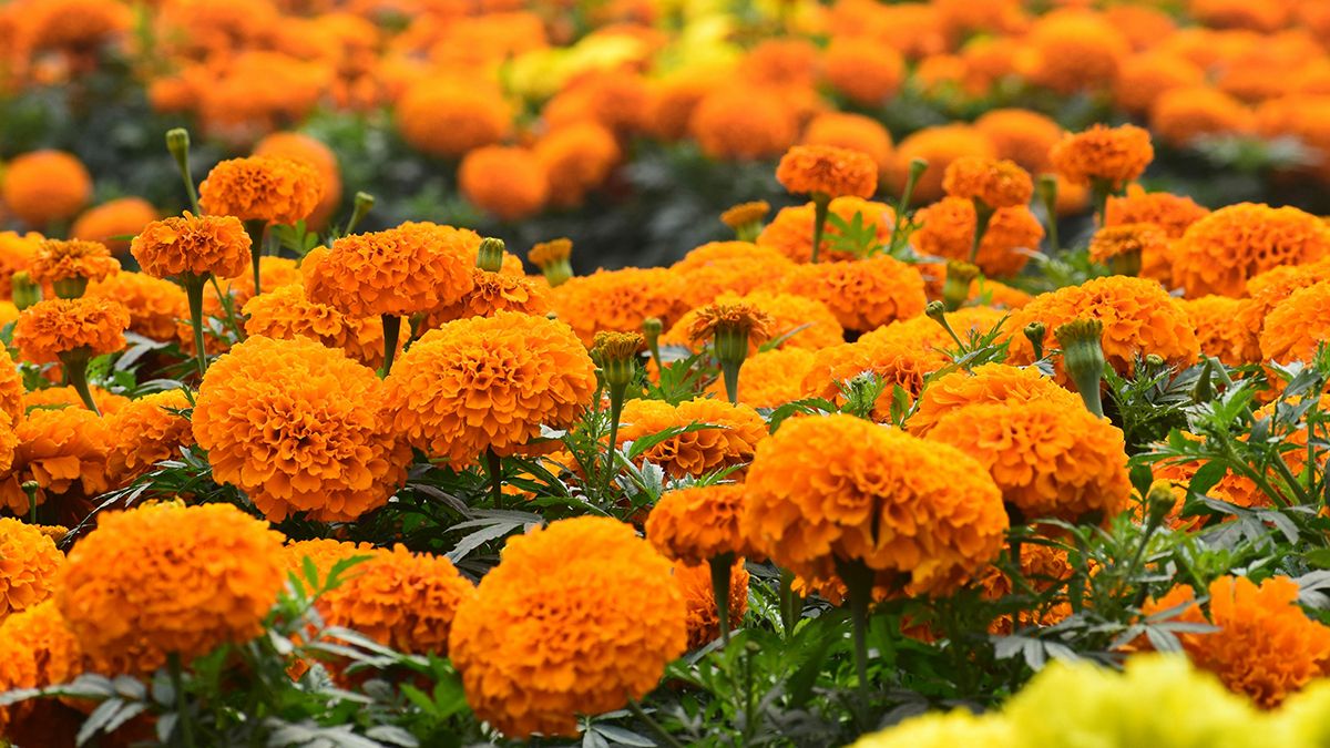 Сухі чорнобривці треба закопувати в ґрунт Сухі чорнобривці треба закопувати в ґрунт