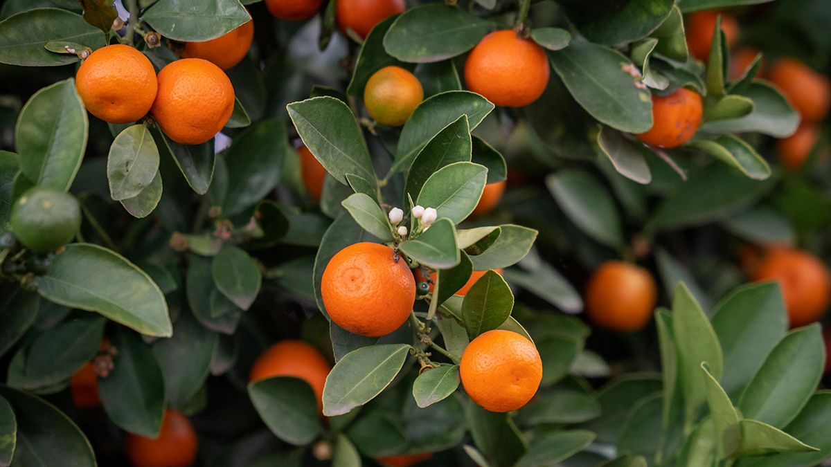 Названо найкращі поради для вирощування мандарини Названо найкращі поради для вирощування мандарини