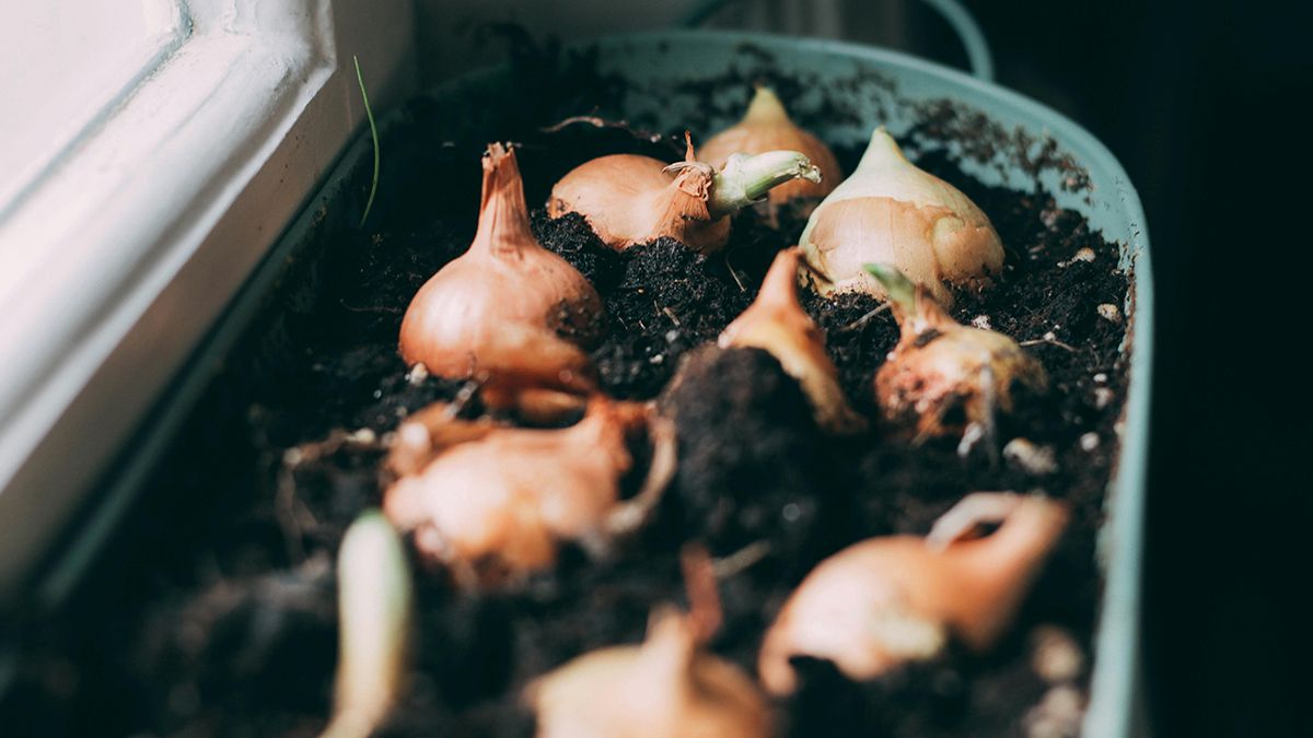 Сажать лук надо еще до заморозков Сажать лук надо еще до заморозков