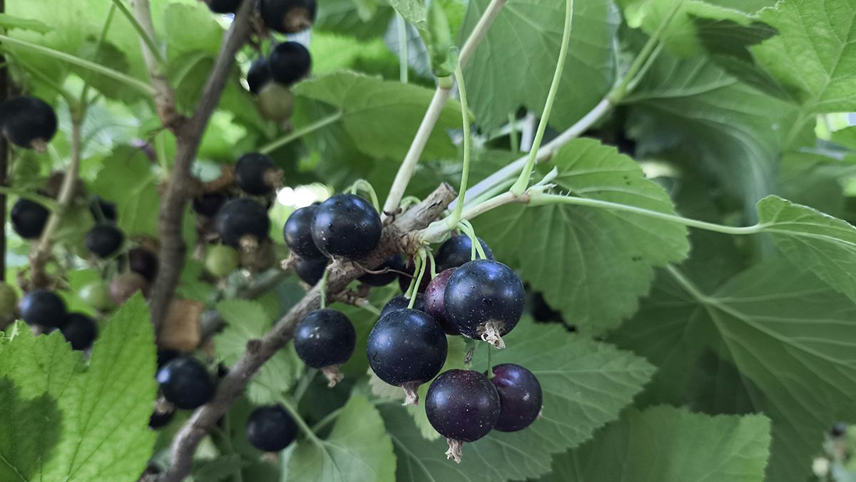 Подкормки для смородины осенью Подкормки для смородины осенью