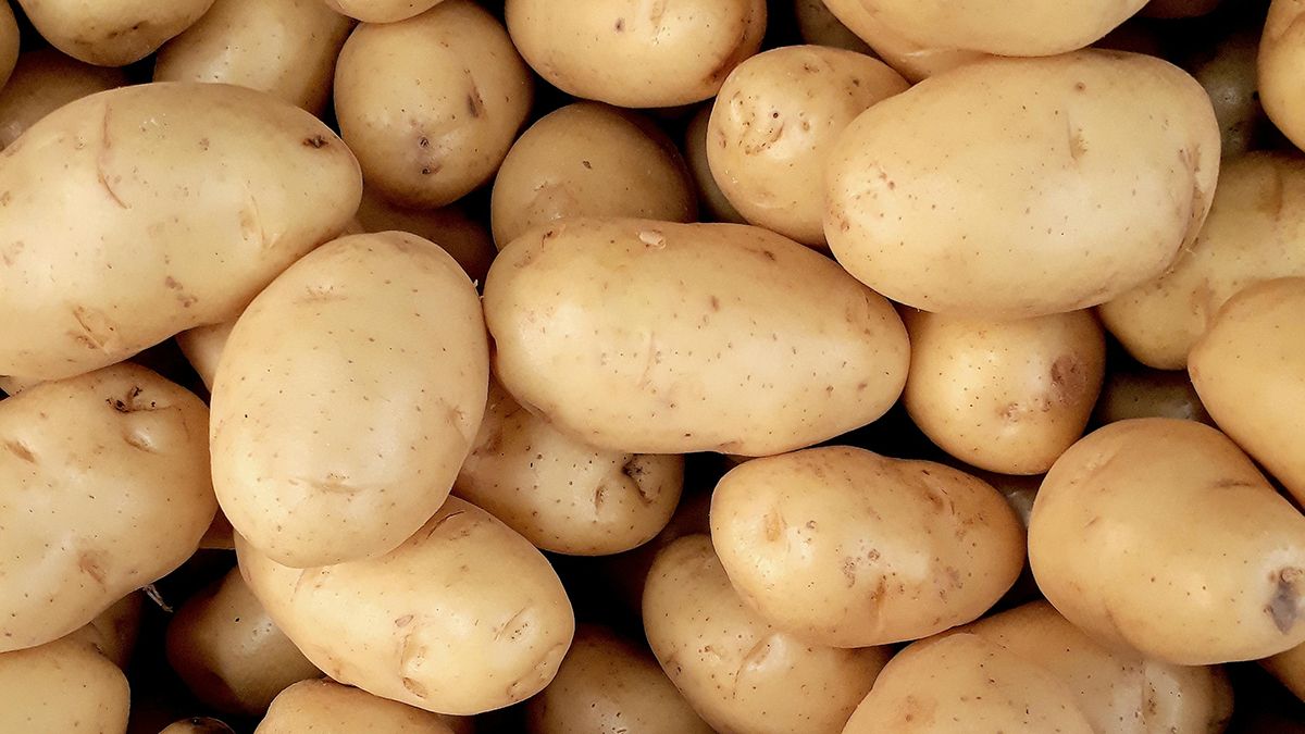 Лучшие советы по хранению картофеля Лучшие советы по хранению картофеля