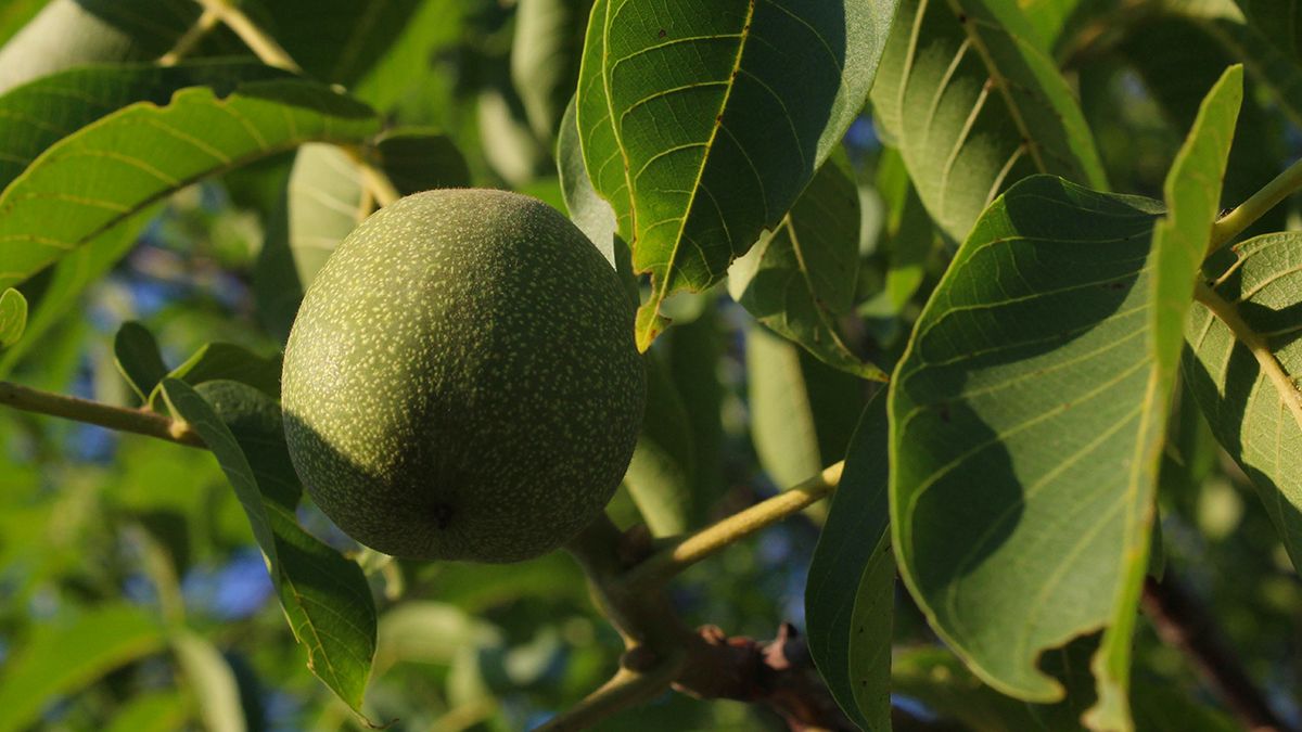 Листя горіха восени можна активно використовувати Листя горіха восени можна активно використовувати
