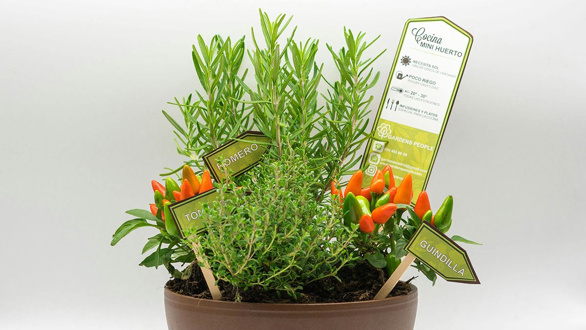 Пряные травы могут расти в горшках Пряные травы могут расти в горшках