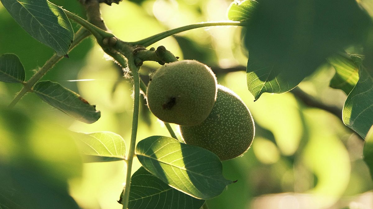 В октябре можно сажать грецкий орех В октябре можно сажать грецкий орех