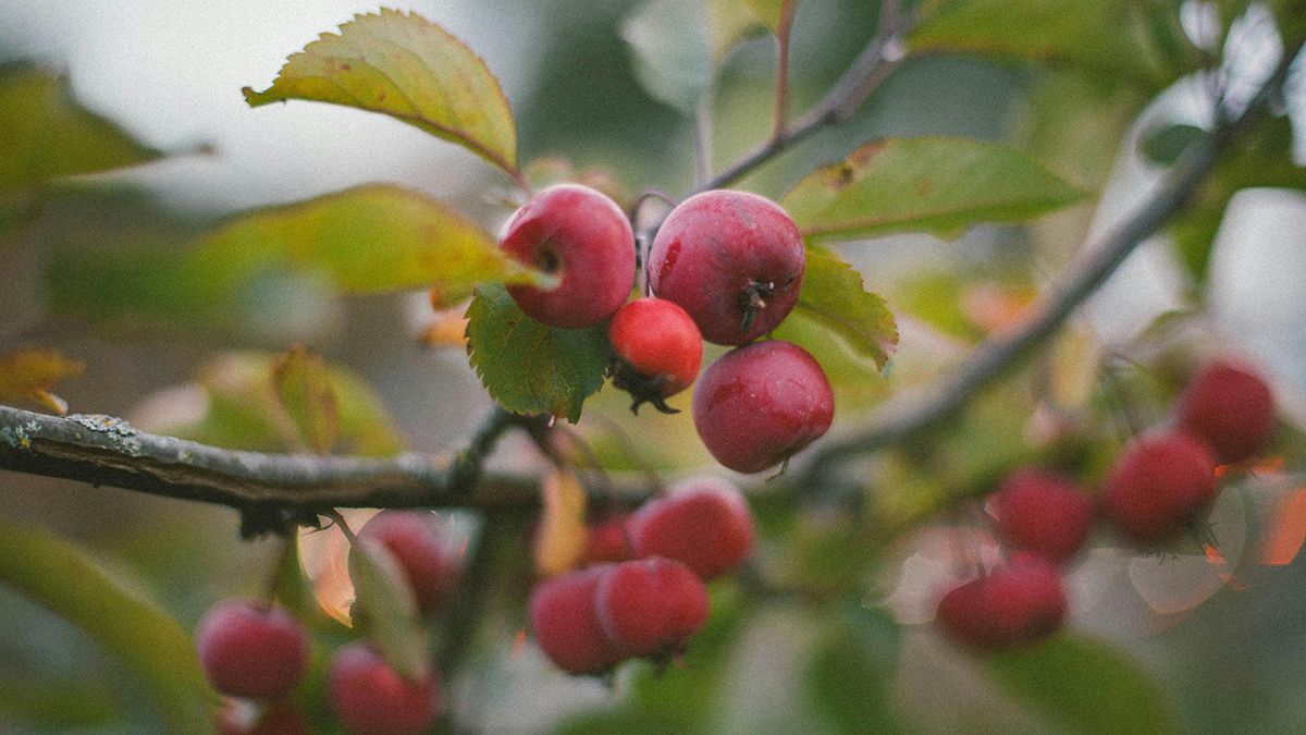 Осенью яблоню надо подкормить Осенью яблоню надо подкормить