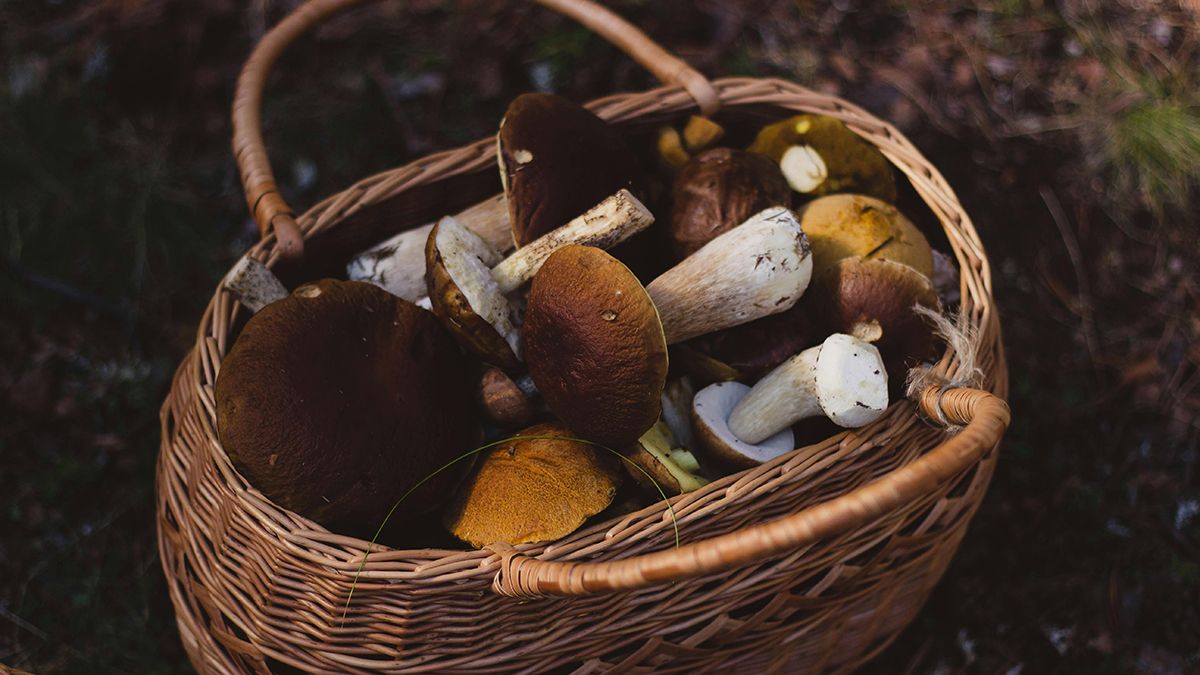 Гриби треба обережно зберігати Гриби треба обережно зберігати