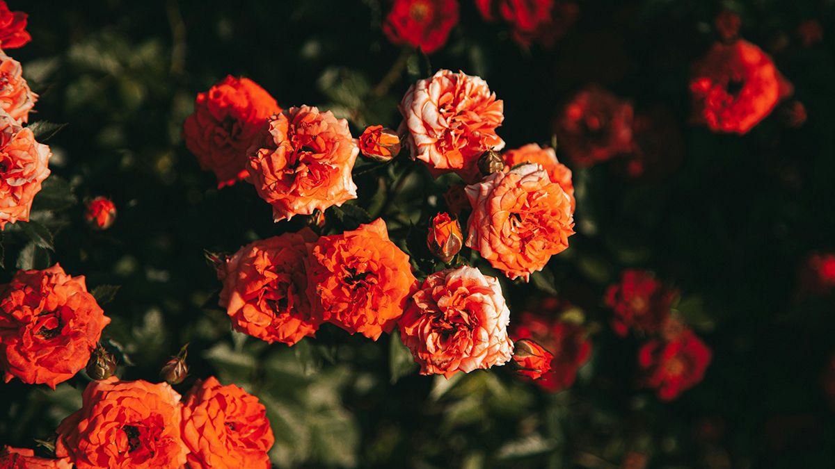 Користь від посадки троянд восени Користь від посадки троянд восени