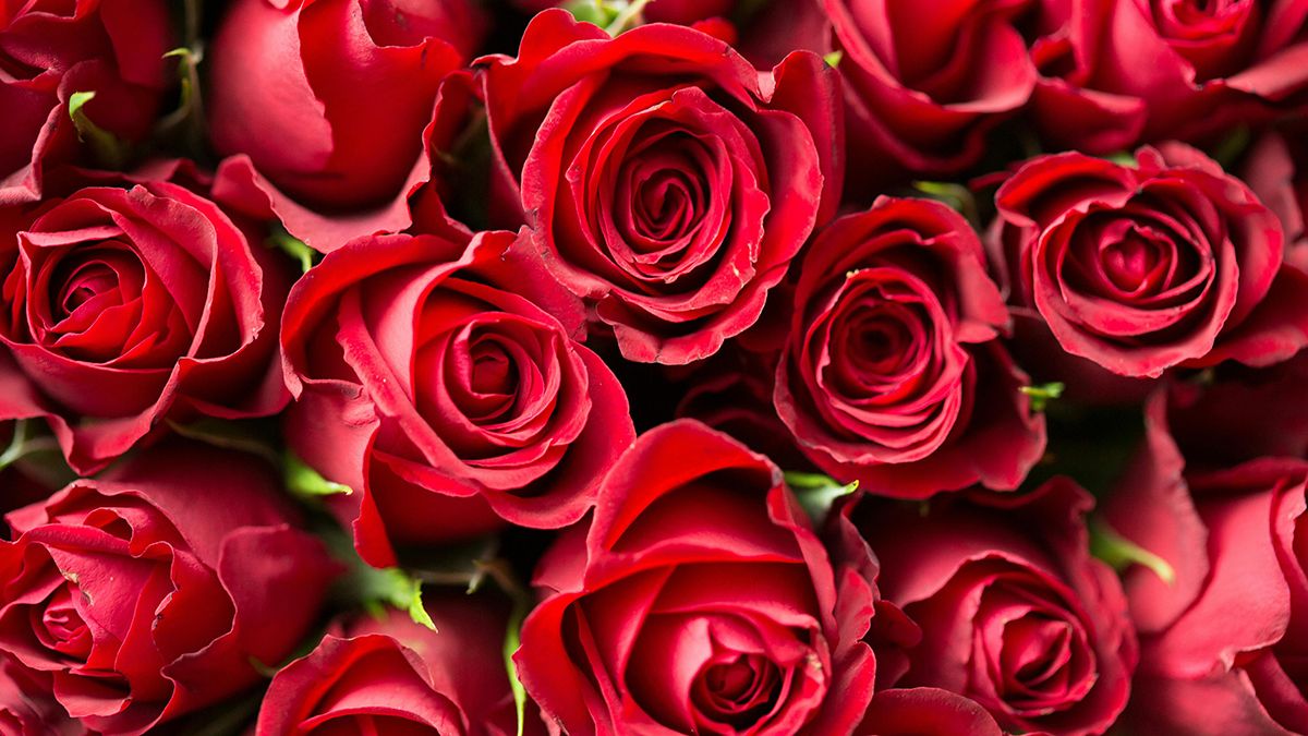 Поради, які продовжать життя троянд у вазі Поради, які продовжать життя троянд у вазі