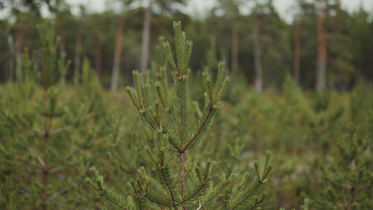 Деякі рослини треба підготувати до зими Деякі рослини треба підготувати до зими