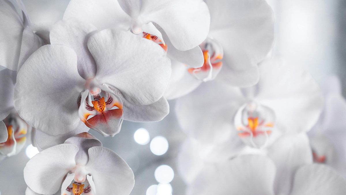 Орхідеї потрібен правильний догляд Орхідеї потрібен правильний догляд