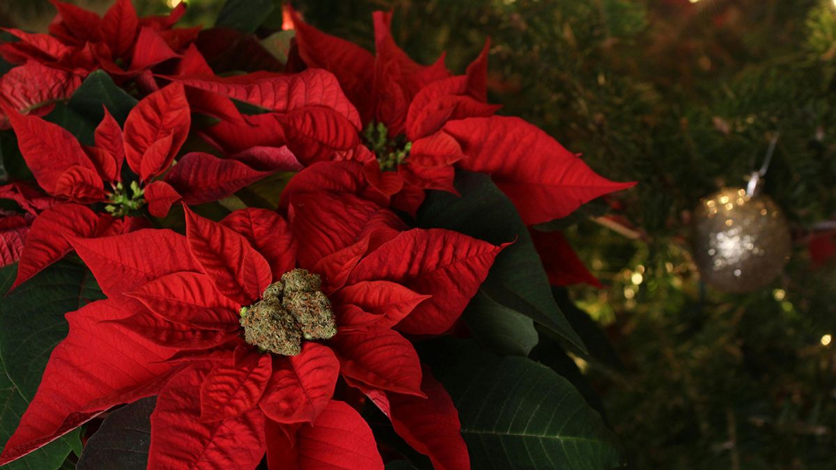Поради для цвітіння різдвяника Поради для цвітіння різдвяника