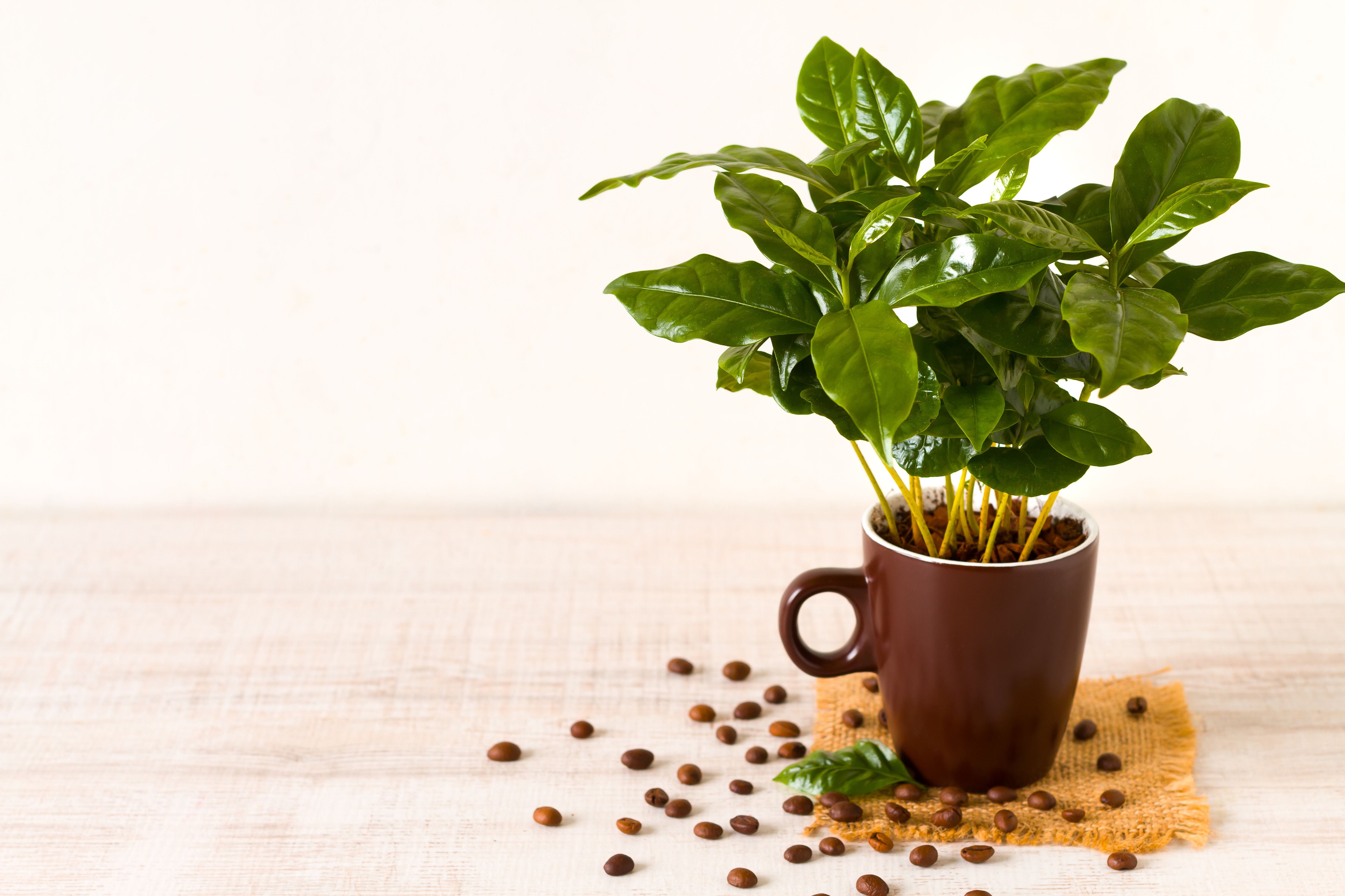 Кофейный сад можно вырастить дома Кофейный сад можно вырастить дома