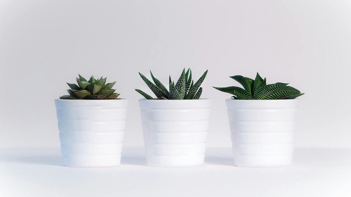 Вазоны надо зимой подкормить Вазоны надо зимой подкормить