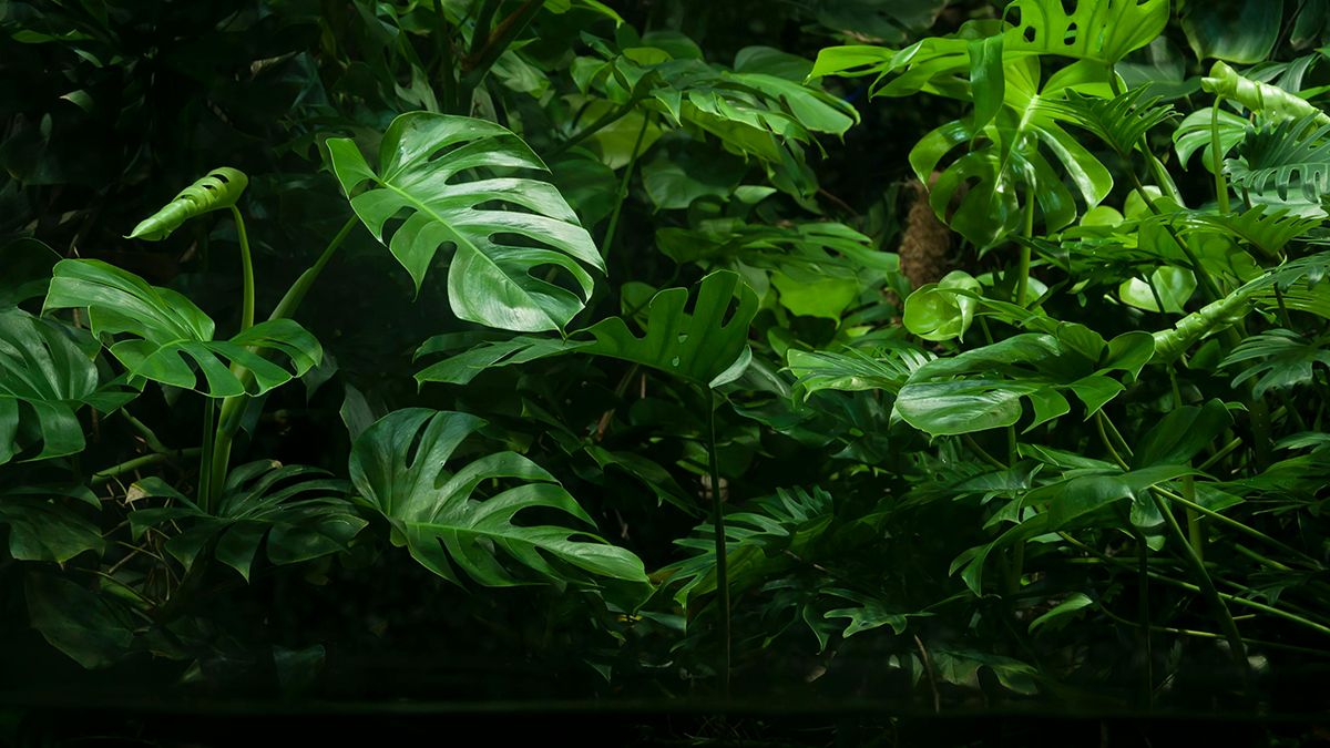 Монстеру надо подливать не часто Монстеру надо подливать не часто