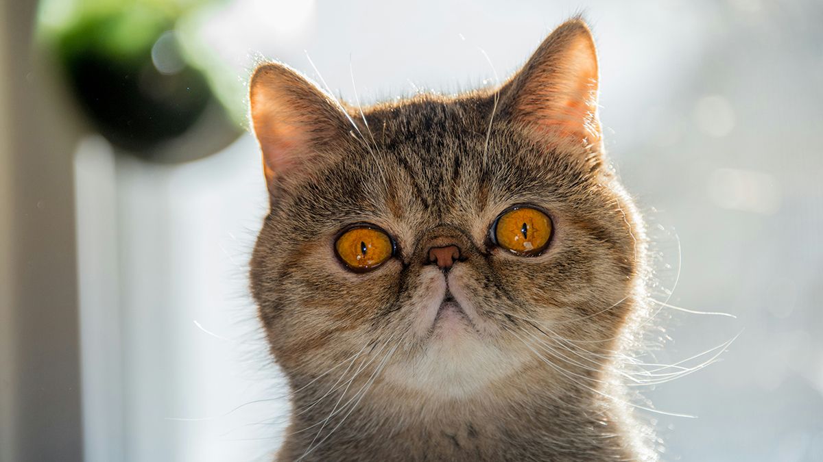 Линька кошек и собак можно уменьшить Линька кошек и собак можно уменьшить
