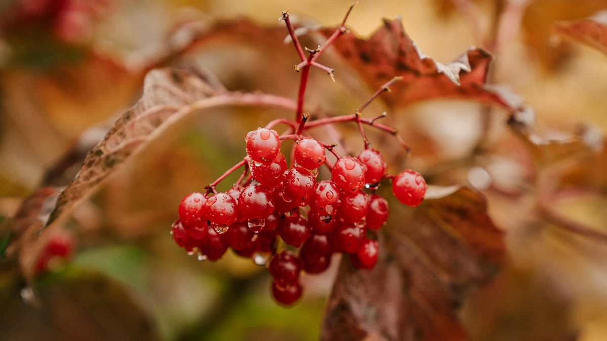 Калину возле дома нельзя рубить Калину возле дома нельзя рубить
