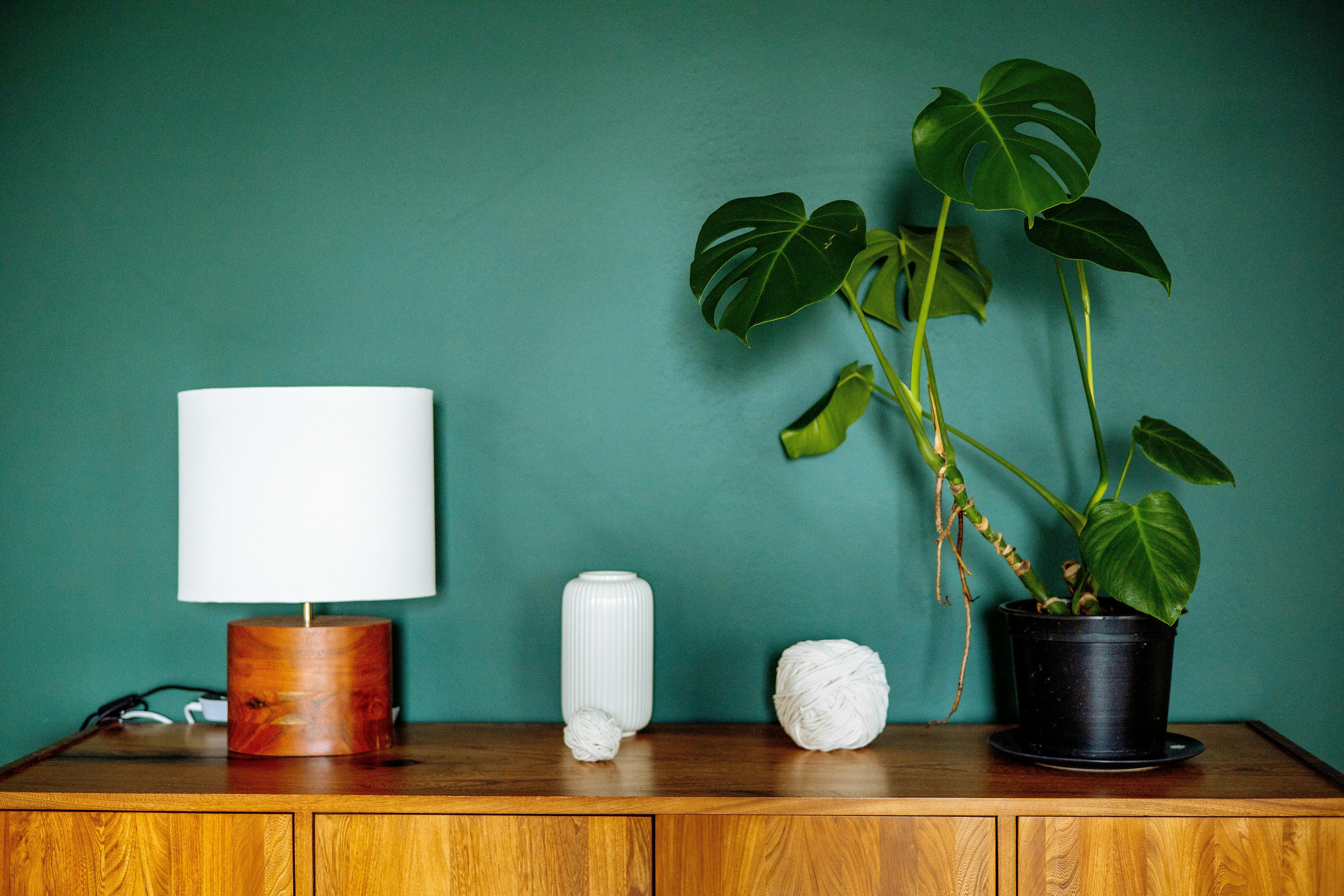 Монстера нуждается в уходе Монстера нуждается в уходе