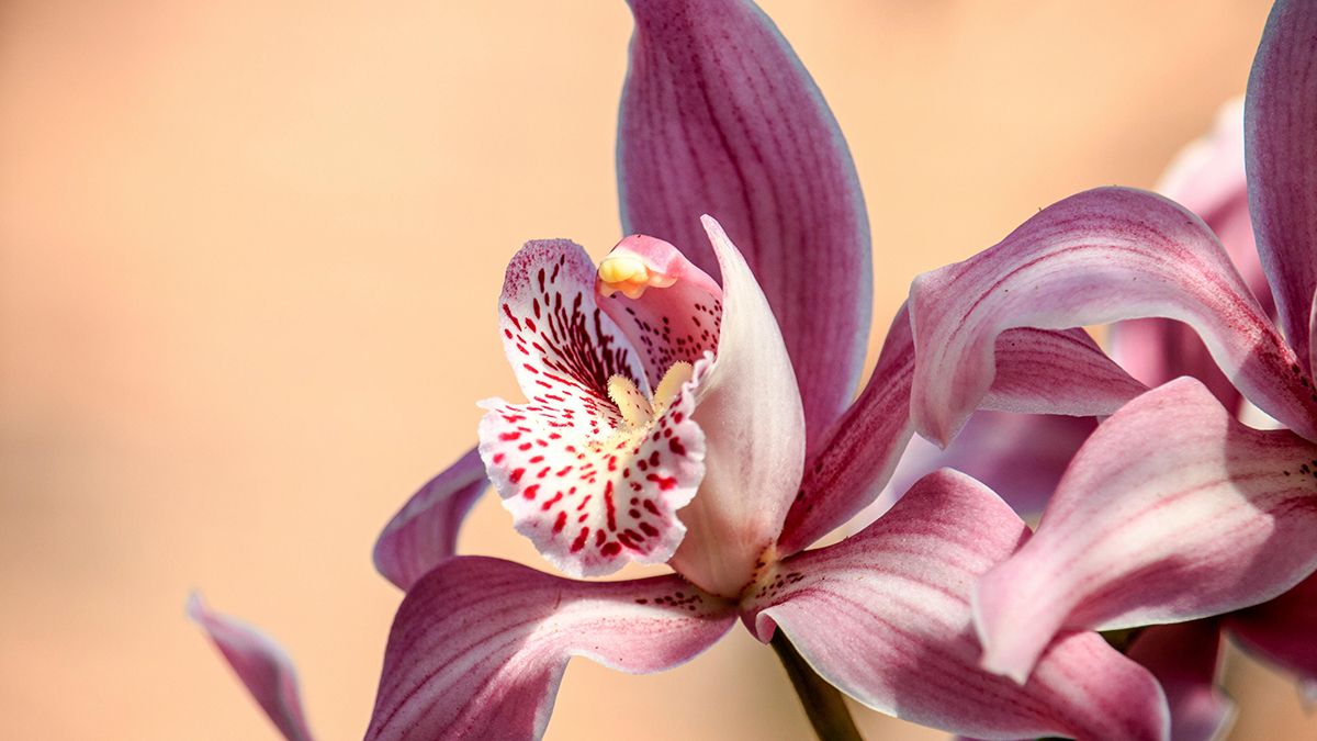 Найкращі поради для росту орхідей Найкращі поради для росту орхідей