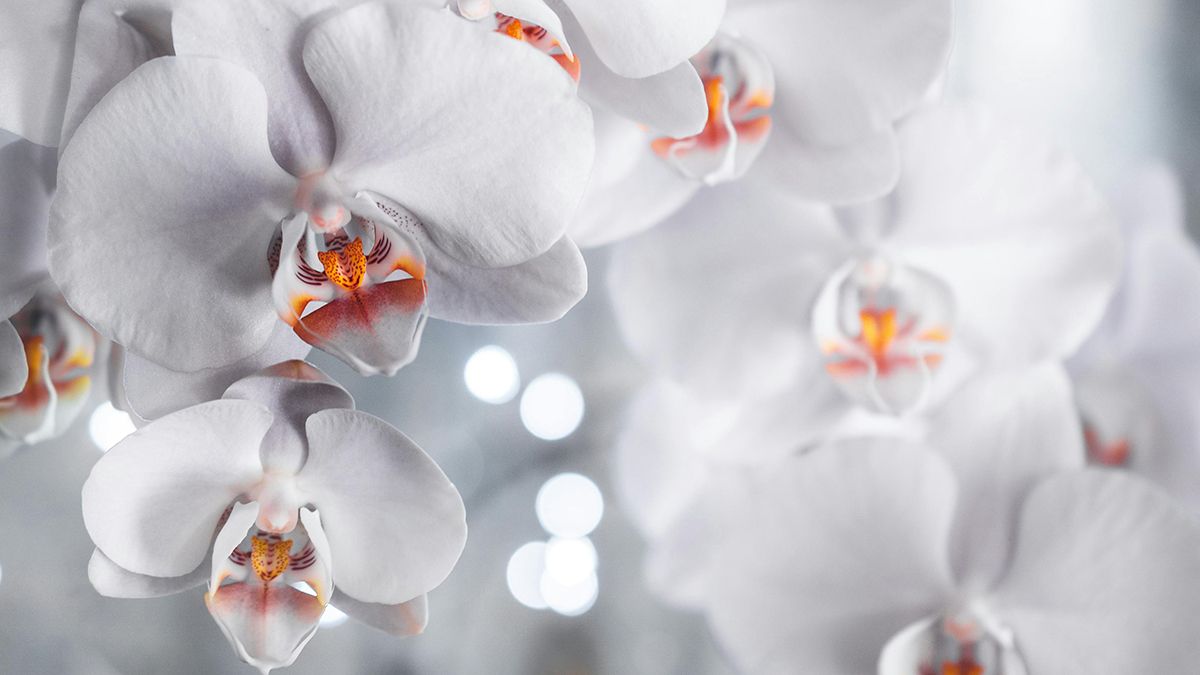 Советы, которые помогут орхидее цвести Советы, которые помогут орхидее цвести