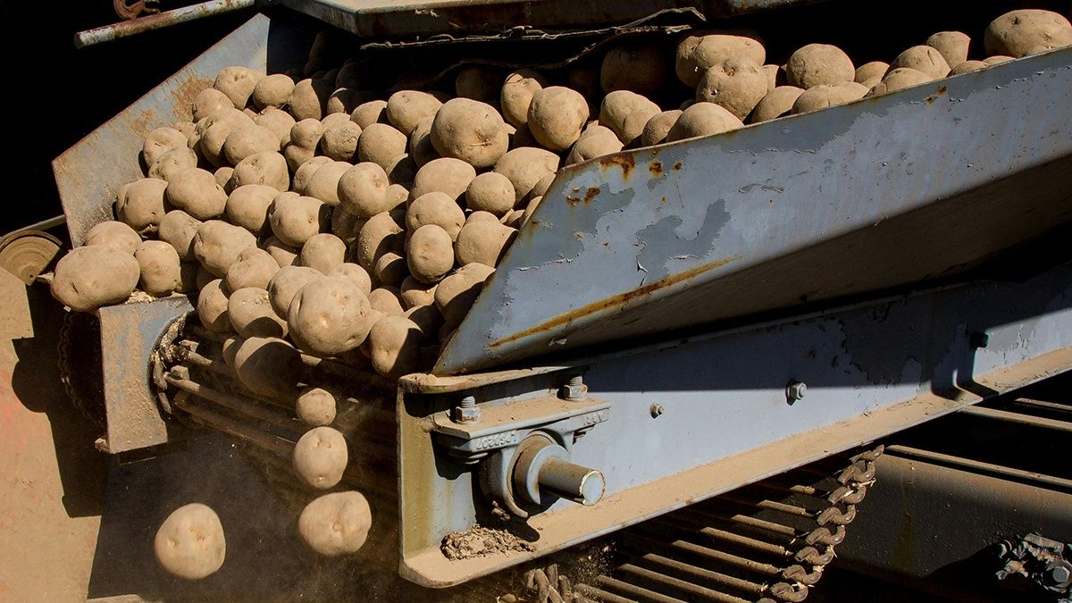 Названо найкраще місце для зберігання картоплі Названо найкраще місце для зберігання картоплі